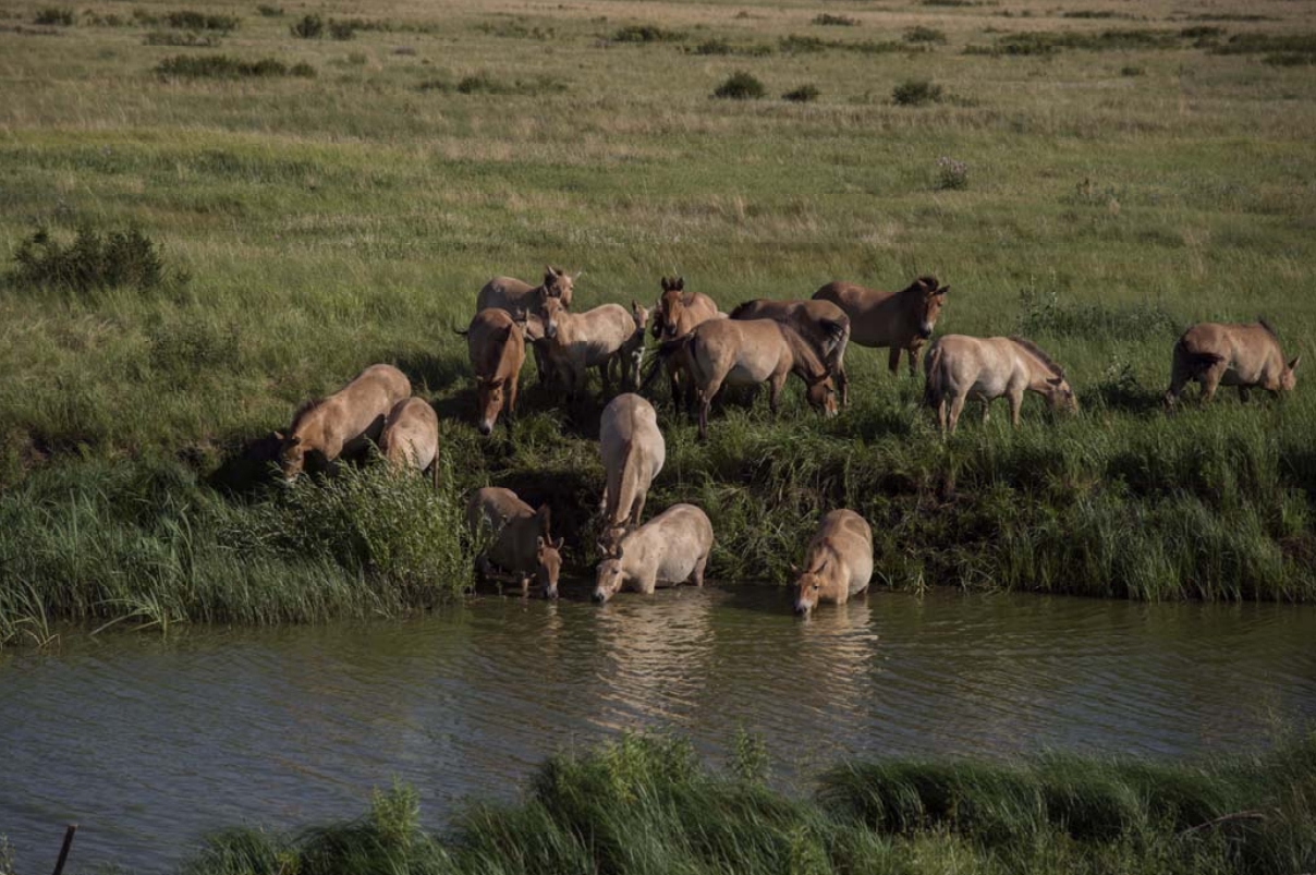Программа по созданию полувольной популяции лошади Пржевальского в государственном природном заповеднике «Оренбургский»