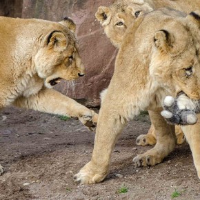 Влияние объектов окружающей среды на драки трех львов-самцов в зоопарке Гейдельберга