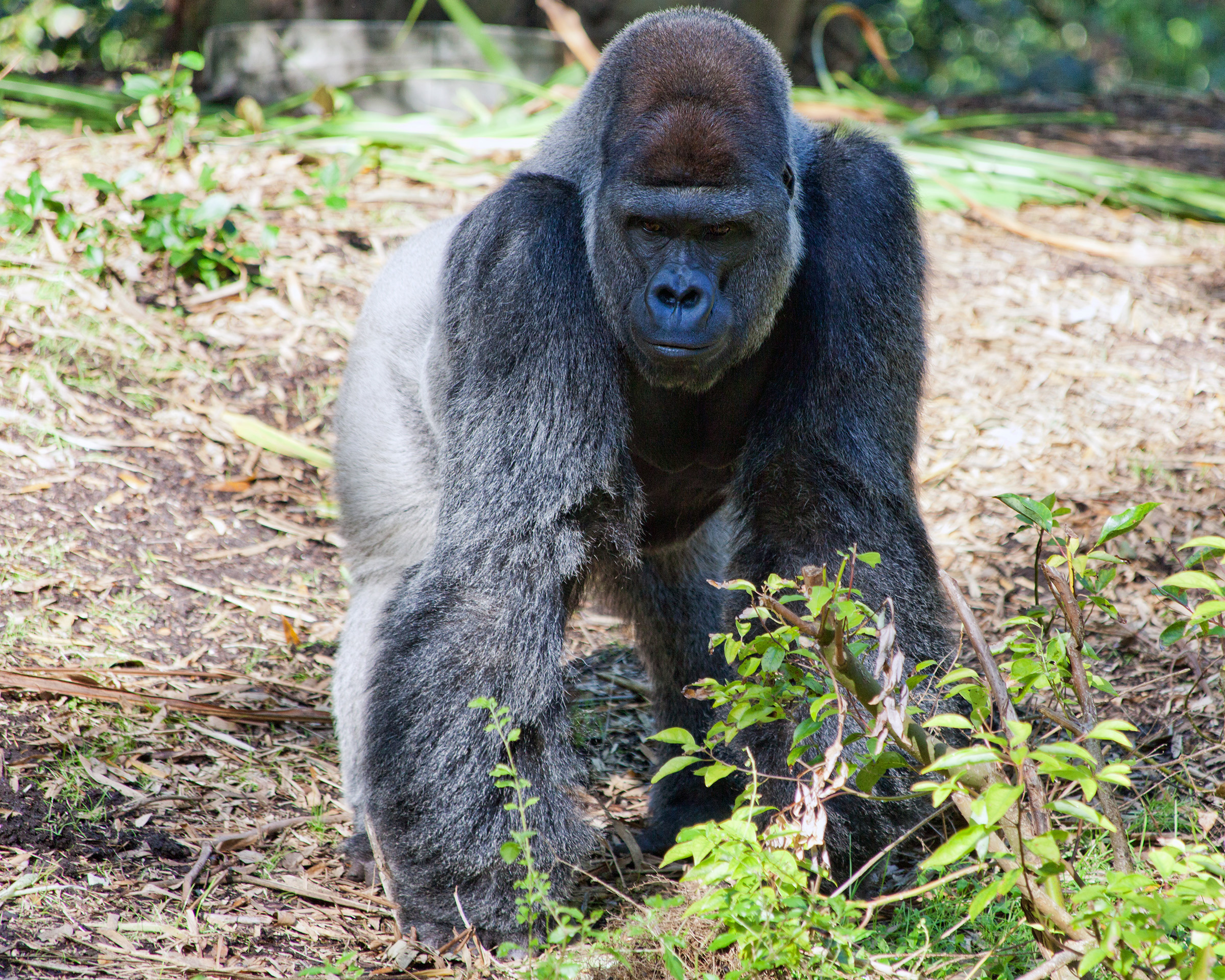Обогащение окружающей среды для трех видов человекообразных обезьян в зоопарке Крефельда – исследование по занятости животных с помощью учрежденных методов
