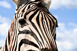 stockvault-zebra-profile133392