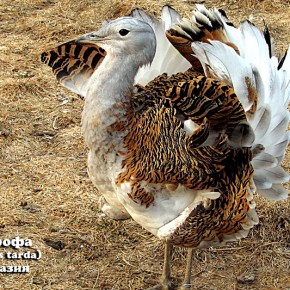 Сохранение дрофиных птиц Евразии
