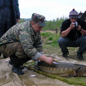 Сохранение наиболее редких осетровых рыб Евразии