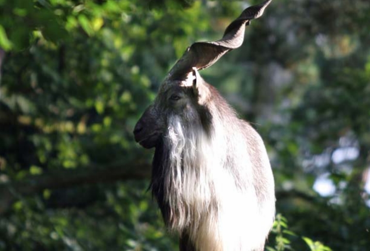 Руководство по содержанию винторогих козлов  (Capra falconeri heptneri)