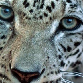 Руководство Европейской ассоциации зоопарков и аквариумов по содержанию леопардов