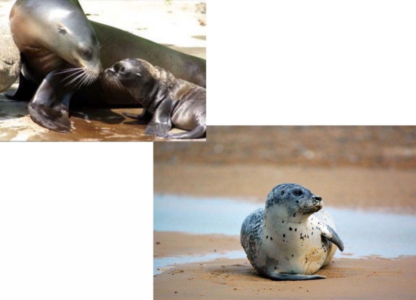 Руководство EAZA по оптимальным методам содержания животных из семейств ушастых тюленей (Otarridae) и настоящих тюленей (Phocidae)