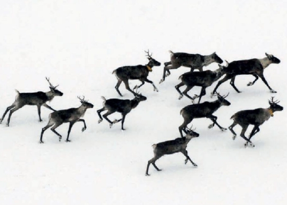 Восстановление численности финских северных оленей