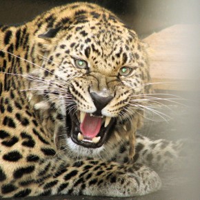 Сохранение популяций дальневосточного (амурского) леопарда и амурского тигра